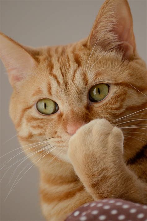 are orange tabby cats affectionate.